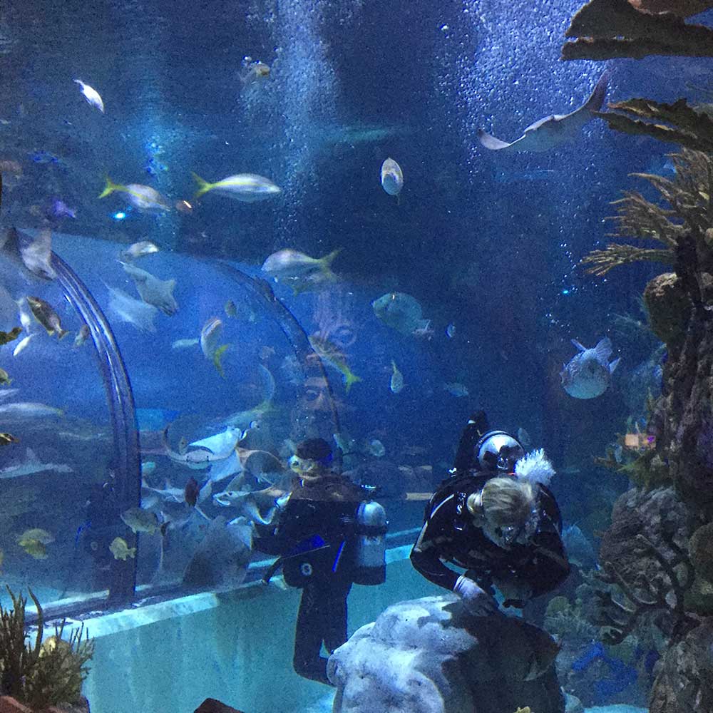 acrylic care in large aquarium