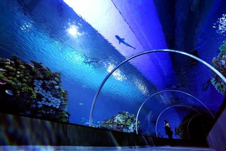 Blue Planet aquarium